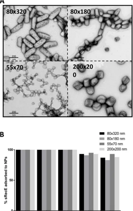 Fig 2. sRecE adsorption to PRINT PLGA nanoparticles. A) TEM analysis of 80×320 nm, 80×180 nm, 55×70 nm and 200×200 nm PLGA particles