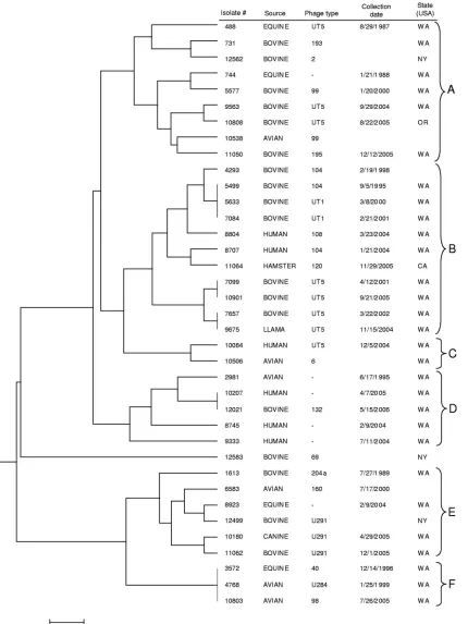 FIG. 2. Dendrogram for 37 S. enterica serovar Typhimurium isolates constructed using UPGMA and a distance matrix obtained using asingle-step stepwise mutation model for VNTR data (MLVA only)