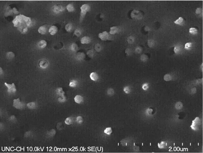 Figure 3.1: Top-down view of 200 nm pore PCTE membrane with embedded Au nanotubes.