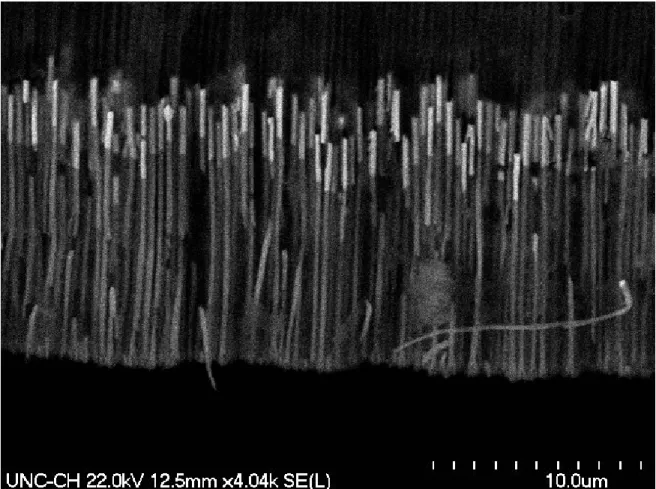 Figure 3.3: Profile view of 200 nm Cu nanowires with Au tips still embedded in an AAO template.