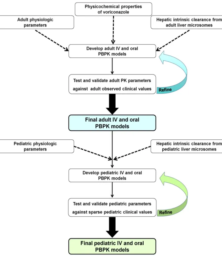 Figure 2. 1 Experimental Workflow for the Bottom-up Approach to Scaling  Voriconazole from Adults to the Pediatric Population