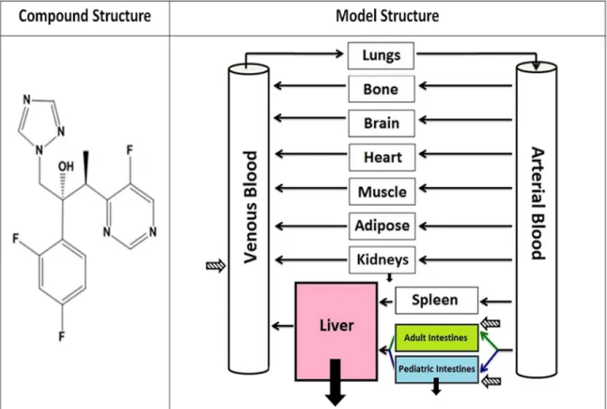 Figure 2. 2 Compound and PBPK Model Structure. The figure includes the compound  structure as well as the model structure