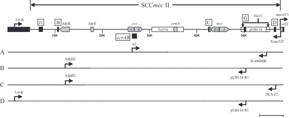FIG. 1. PFGE of MSSA isolates that resembled USA100 (A) and USA400/MSSA476 (B) were resolved with the Lambda Ladder PFG Marker) for Southern blotting