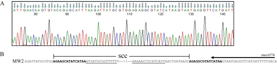 FIG. 3. SCC integration site in isolates that resembled USA400/MSSA476. (A) A representative chromatogram of the Xsau325/4.2-R ampliconsequenced with the Xsau325 primer