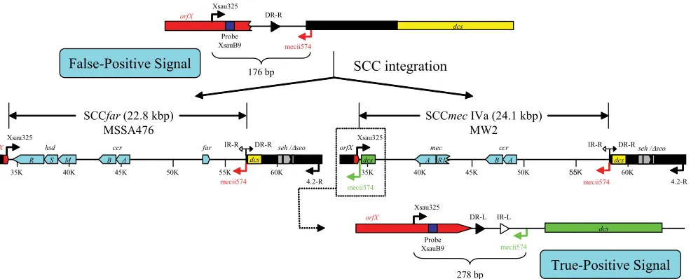 FIG. 4. Absence of SCC elements in USA400 or MSSA476 strains. In the absence of an SCC, the secondary mecii574 annealing sequence (inred) is located 176 bp downstream of the Xsau325 primer to yield a false-positive signal in single-locus PCR assay (top)
