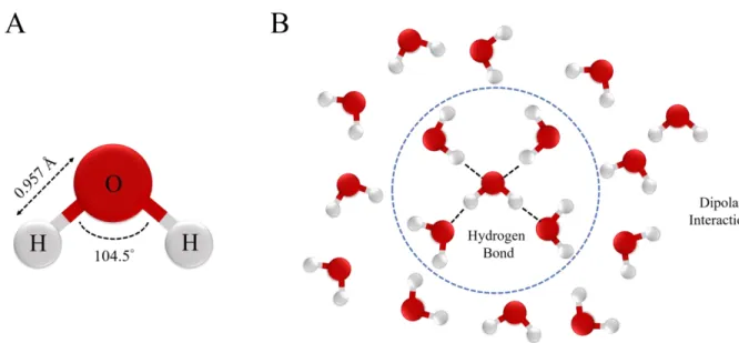 Figure 1.1: (A) Chemical structure of a water molecule (H 2 O). The mean O-H bond  length is 0.957 Å and the mean H-O-H angle is 104.5 ° 