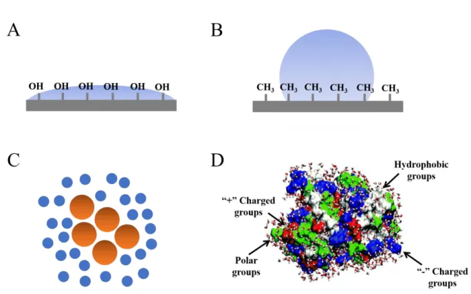 Figure 1.2: (A) A typical hydrophilic surface that is composed of hydroxyl (OH)  groups