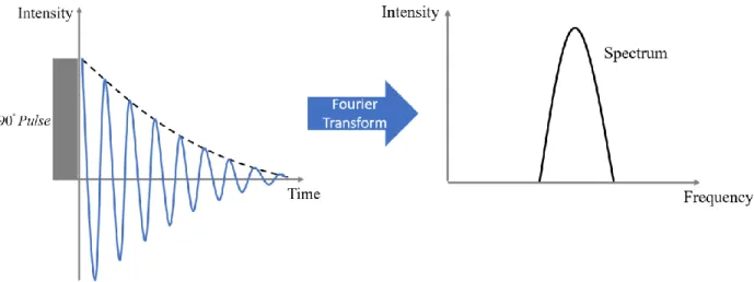 Figure 1.5: Illustration of a typical free induction decay (FID) signal. After Fourier  Transform (FT), the spectrum in the frequency domain is obtained