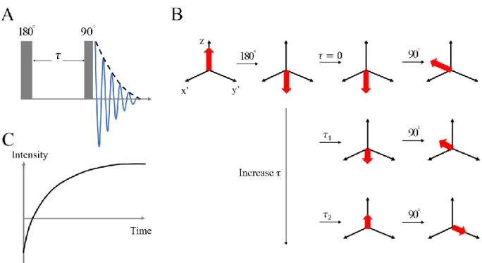 Figure 1.6: (A) Inversion-recovery sequence to measure T 1  relaxation. (B) The change  of the magnetization in the rotating frame during the pulse sequence