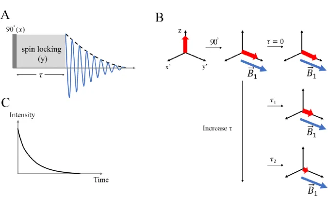 Figure 1.8: (A) Spin-locking sequence to measure T 1ρ  relaxation. (B) The change of  the magnetization in the rotating frame during the pulse sequence