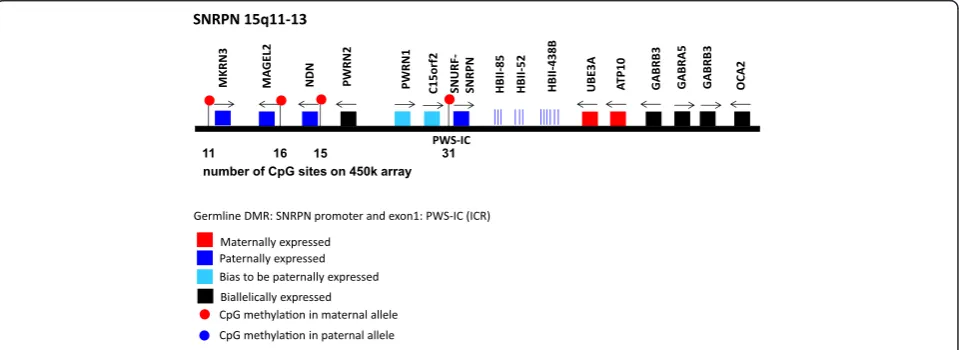 Figure 2 Representation of thefour differentially methylated regions (red lollipops). Below each region the number of CpG sites represented on the 450k array is indicated (based SNRNP locus on the 450k methylation array