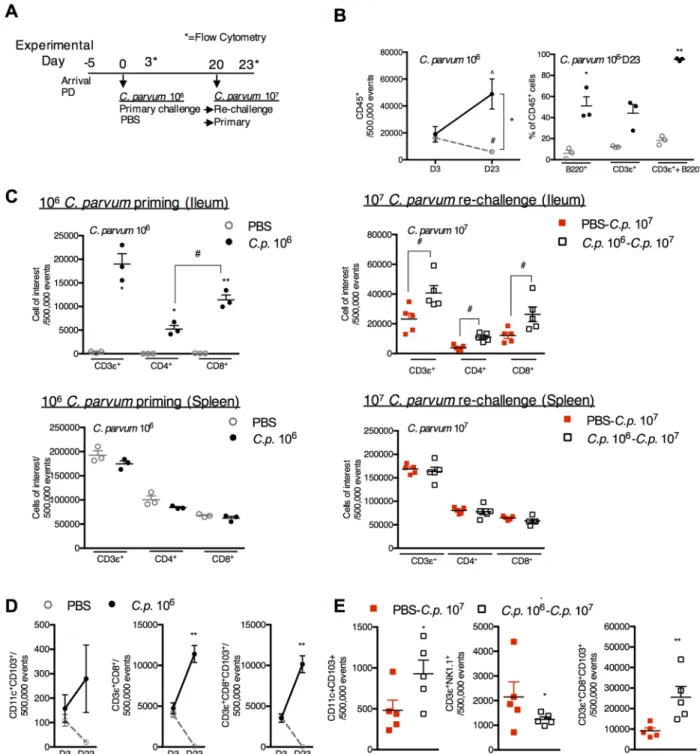 Fig 4. C. parvum priming promotes a progressive increase in CD3 + CD8 + CD103 + cells that further expand upon re-challenge.
