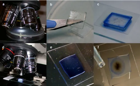 FIG. 1. Preparation of agar block smears. (a) Spore formations and other characteristic structures were checked by agar block examination of agarplates under a light microscope