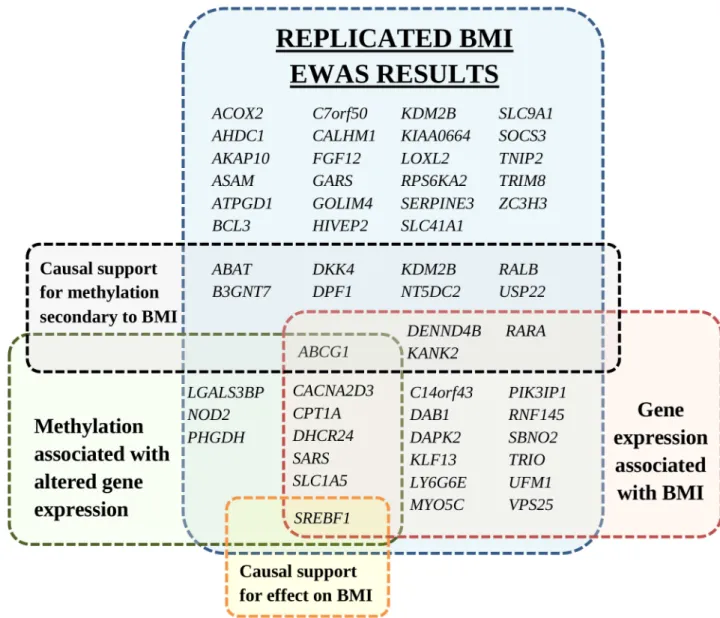 Fig 3. Annotated genes of replicated differentially methylated CpGs identified in the BMI epigenome-wide association study.