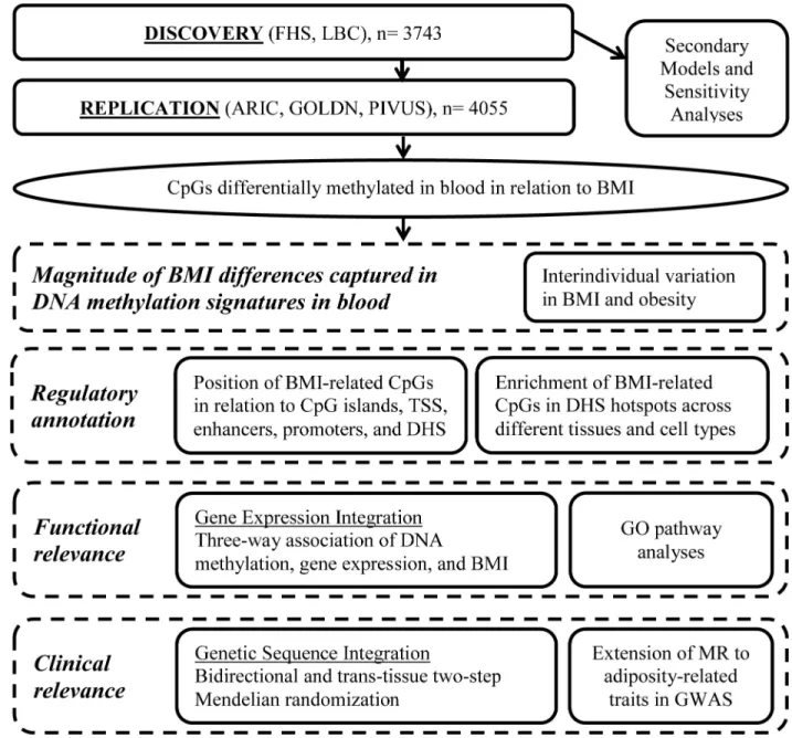 Fig 1. Series of analyses conducted for the epigenome-wide association study of body mass index