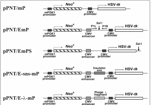 Figure 1 Plasmid constructions used in this workphosphotransferase gene; HSV-. mPGK-1-mouse phosphoglycerate kinase I promoter; NeoR-E