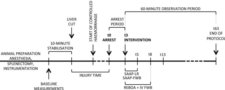 Fig 2. Protocol timeline. SAAP (inflation of an aortic occlusion balloon, and a 2-min intra-aortic oxygenated infusion of either LR solution, or FWB), REBOA (inflation of an aortic occlusion balloon, and a 5-min IV infusion of FWB)