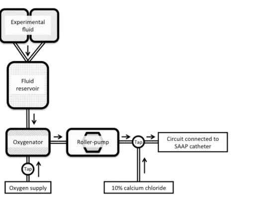 Fig 3. SAAP circuit. SAAP, Selective Aortic Arch Perfusion.