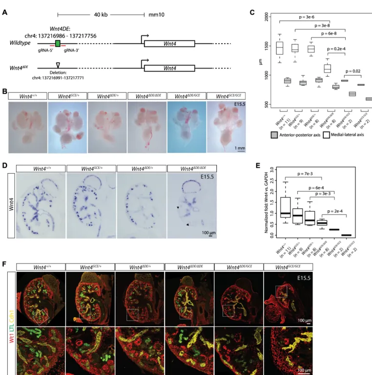Fig 5. Deletion of the distal enhancer for Wnt4 results in reduced expression of Wnt4 specifically in renal vesicles and smaller kidneys
