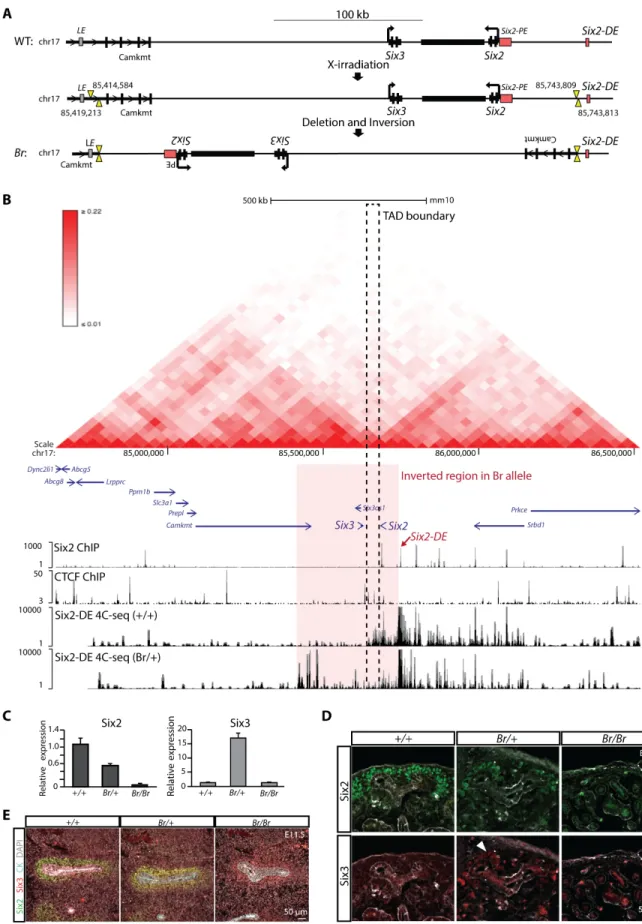 Fig 6. The Six2 regulatory landscape is altered in the Br mouse leading to reduced Six2 expression and ectopic Six3 expression in the kidney