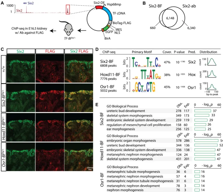 Fig 1. Identification of Six2, Hoxd11 and Osr1 binding sites in nephron progenitors by ChIP-seq