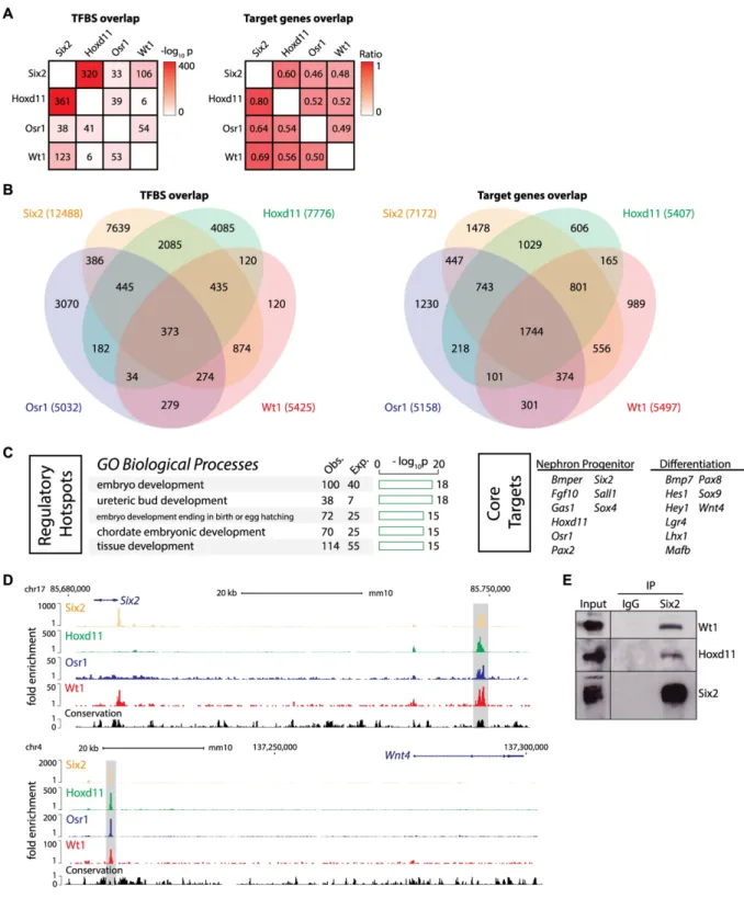 Fig 2. Regulatory hotspots in nephron progenitors defined by co-binding of Six2, Hoxd11, Osr1 and Wt1