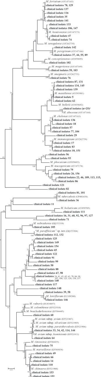 FIG. 2. Neighbor-joining tree of 684-bp region of rpoBclinical isolates and reference strains