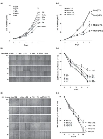 Figure 2: Comparison of rates in cell growth and migration of Neo control cells and MDA-TRβ1, MDA-PV, MDA-Mkar, MDA-Mdbs, and MDA-AM cells