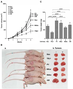 Figure 3: Comparison of tumor growth rates derived from injection of MDA-TRβ1, MDA-PV, MDA-Mkar, MDA-Mdbs, MDA-AM, and Neo control cells