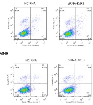 Figure 4: KV9.3 knockdown does not have a significant effect on apoptosis in HCT15 and A549 cells