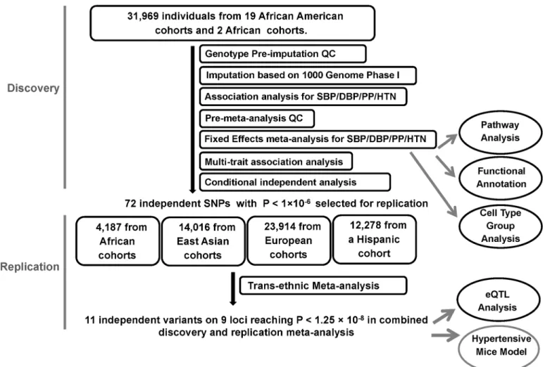 Fig 1. Study design schematic for discovery and replication of loci. QC, quality control; SBP, systolic blood pressure; DBP, diastolic blood pressure; PP, pulse pressure; HTN, hypertension; eQTL, expression quantitative loci.