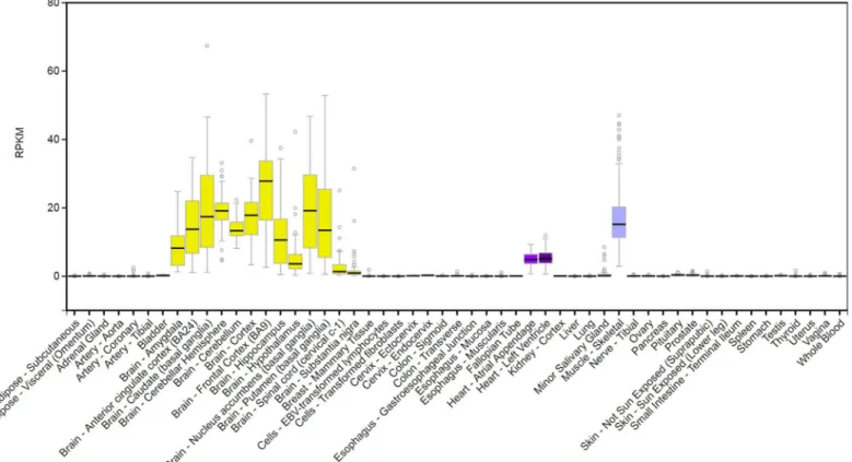 Fig 3. Tissue-specific gene expression of RBFOX1 from GTEx database (http://www.gtexportal.org/home/gene/RBFOX1).