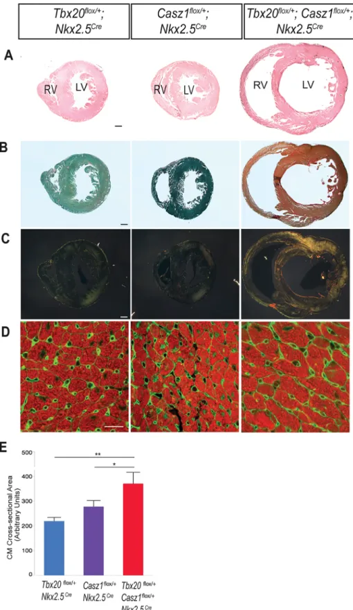 Fig 4. Double heterozygous hearts undergo pathological remodeling. (A-D) Hearts from mice aged 8–11 weeks