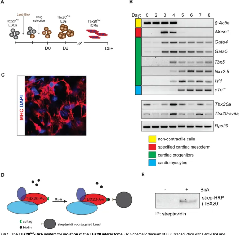 Fig 1. The TBX20 Avi -BirA system for isolation of the TBX20 interactome. (A) Schematic diagram of ESC transduction with Lenti-BirA and subsequent differentiation