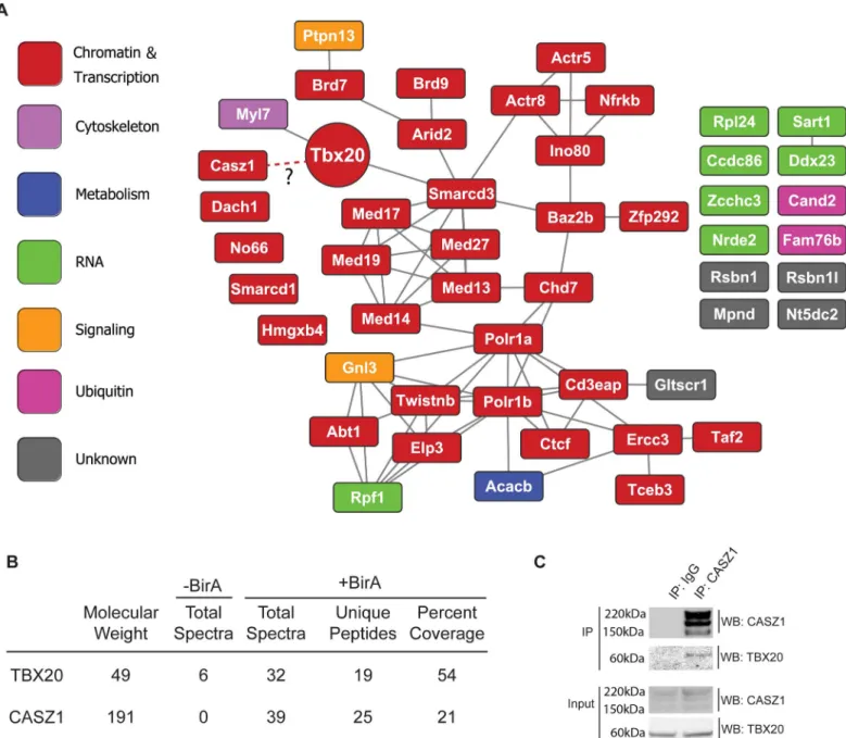 Fig 2. Endogenous TBX20 interactome. (A) Functional interaction network of the top 50 most enriched TBX20 interaction candidates