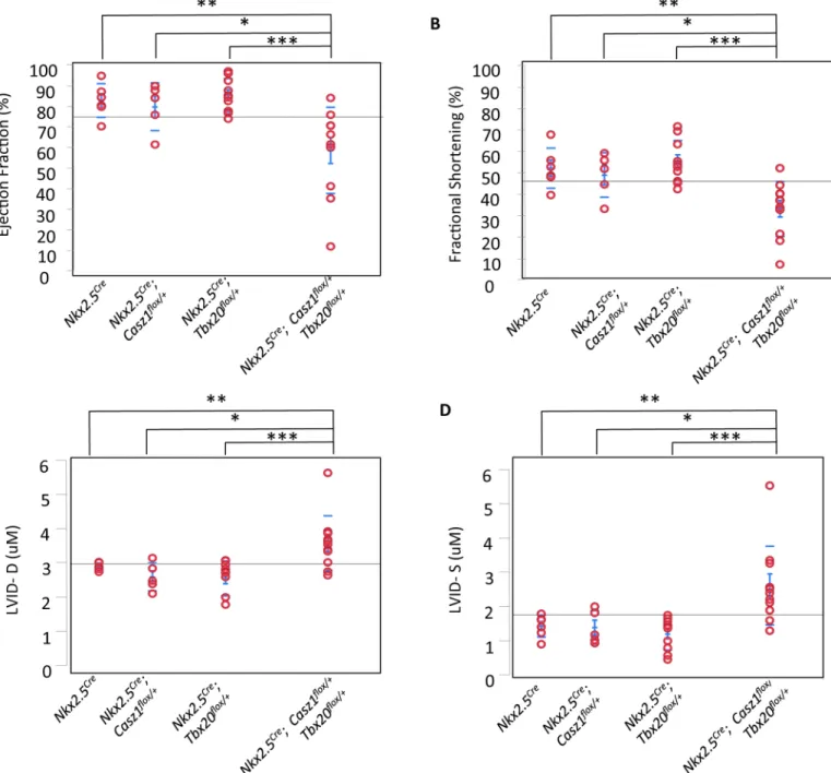 Fig 3. Tbx20 flox/+ ; Casz1 flox/+ compound heterozygotes display decreased cardiac function