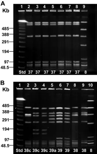 TABLE 1. Protein proﬁle, PFGE proﬁle, and sequence typedistribution of 101 CPS type IV isolates from 97 patients ina 2004-2008 GBS vaccine study in the United States