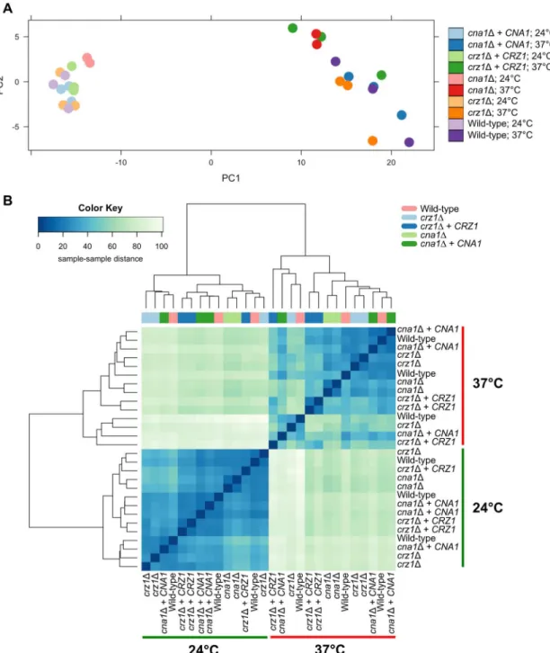 Fig 3. Expression dynamics of calcineurin and Crz1 target genes. (A) Principal component analysis (PCA) was performed to compare gene expression levels of the WT (H99), cna1Δ (KK1), cna1Δ + CNA1 (KK5), crz1Δ (AFA3-3), and crz1Δ+ CRZ1 (AFA3-3-17) strains gr