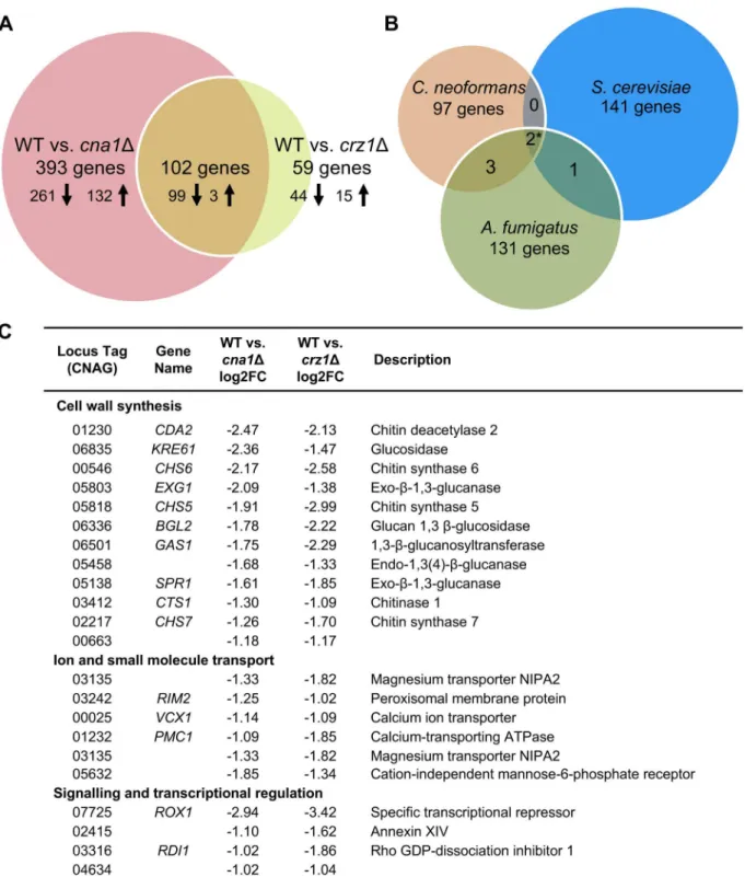 Fig 4. Gene suite regulated by the calcineurin-Crz1 pathway in C. neoformans. (A) Pairwise analyses of WT vs