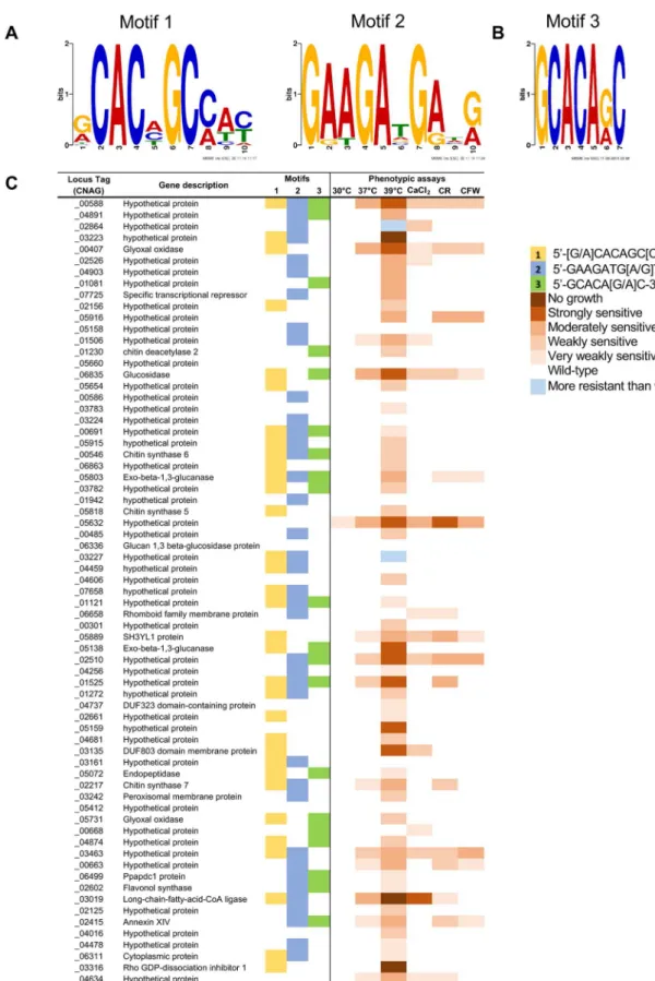 Fig 5. Genes regulated by the calcineurin-Crz1 pathway feature three motifs. (A) DNA motifs generated by MEME from promoter analysis of the 102 target genes