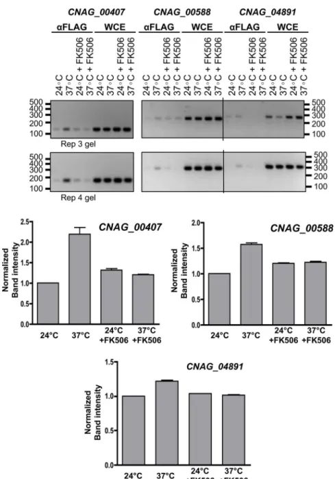 Fig 6. Crz1 binding of promoter regions increases under thermal stress. Cultures of the Crz1-4xFLAG strain were grown to exponential phase at 24˚C, shifted to 37˚C with and without FK506 for 30 min, and crosslinked with formaldehyde