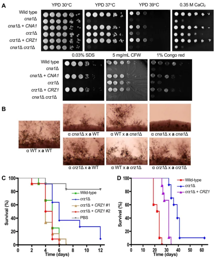 Fig 2. Deletion of CRZ1 confers partial phenotypes in comparison to wild-type and cna1Δ mutant