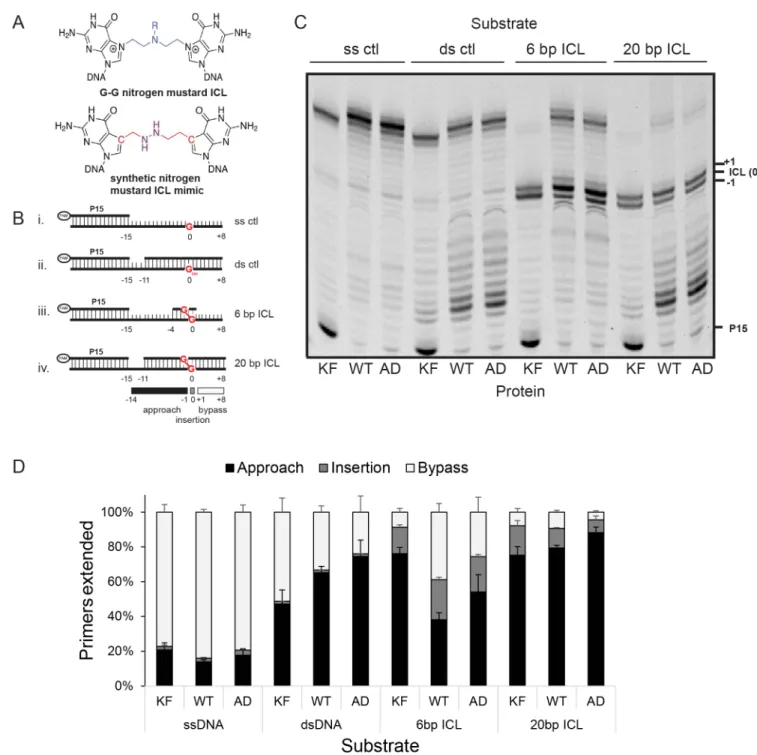 Fig 2. Efficient bypass of interstrand crosslinks by Pol θ. A. Structures of a nitrogen mustard interstrand crosslink (ICL) between two guanines and a 5-atom synthetic nitrogen mustard ICL mimic