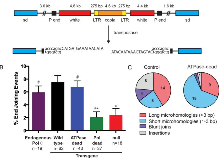 Fig 3. Pol θ ATPase activity does not affect end joining frequency but promotes the formation of complex insertions