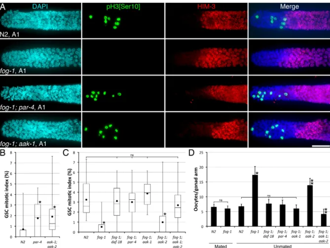 Fig 1. Sperm depletion requires PAR-4 and AAK-1 to promote GSC quiescence. (A) Representative distal germ lines dissected from unmated A1 animals of the indicated genotypes, stained with DAPI (DNA; blue), anti-phospho[ser10] histone H3  (M-phase GSCs; gree