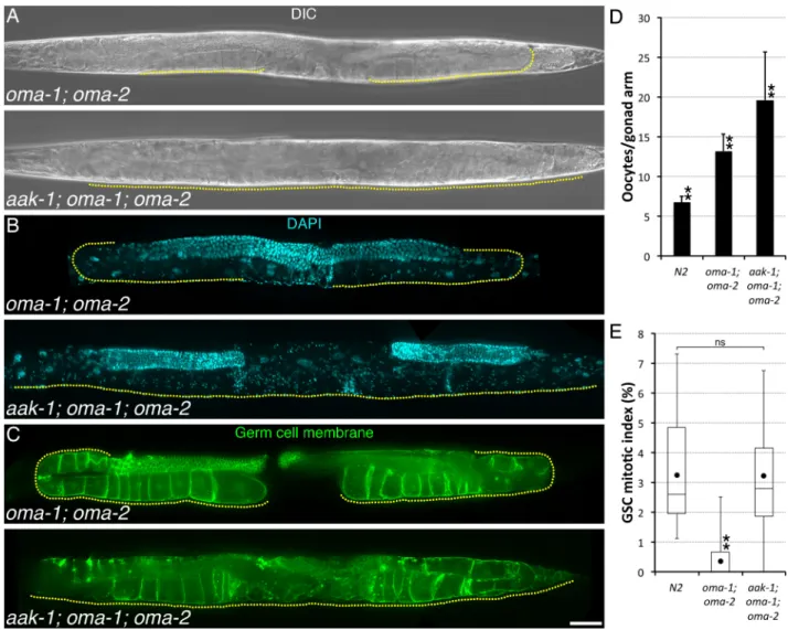 Fig 2. AAK-1 couples GSC proliferation to oocyte accumulation. (A-C) Representative (A-B) A1 or (C) A2 animals of the indicated genotypes imaged using (A) Differential Interference Contrast (DIC), (B) DAPI (DNA; blue), or (C) mex-5p::mNeonGreen::PLCδ-PH (G