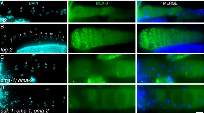 Fig 3. AAK-1 is activated in the absence of oocyte stress. (A-D) Representative proximal germ lines dissected from unmated A1 animals of the indicated genotypes, stained with DAPI (DNA; blue) and anti-MEX-3 (a stress granule marker [27]; green)