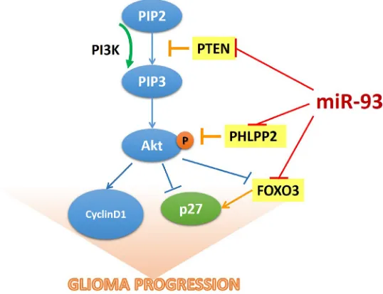Figure 7: The model of miR-93-mediated PI3K/Akt signaling activation via down-regulation of PTEN, PHLPP2 and FOXO3 that results in the promotion of cell proliferation in gliomas.
