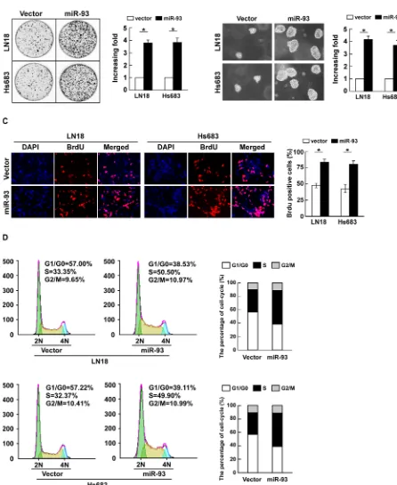 Figure 2: miR-93 promotes cell proliferation and cell-cycle progression in glioma cells