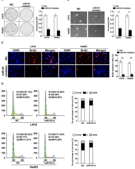 Figure 3: Inhibition of miR-93 reduces cell proliferation and cell-cycle progression in glioma cells